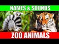 ZOO ANIMALS Names And Sounds To Learn For Kids Preschoolers And Kindergarten