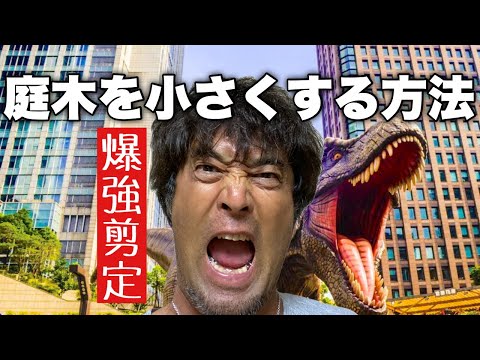 月桂樹をより早く成長させるにはどうすればよいですか？高くて元気な生垣を作るための 4 つのヒント  庭園