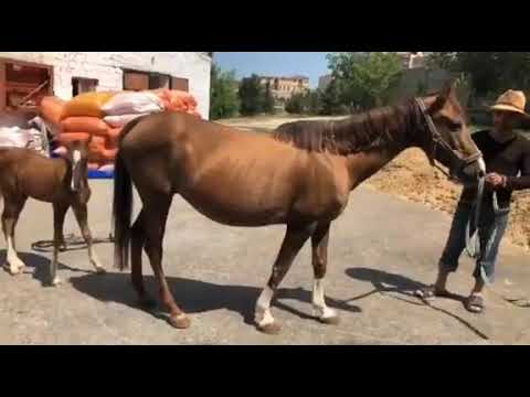 Karabakh Horses by Yashar Guluzade