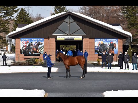 ポエティックフレア(Poetic Flare) - 社台スタリオンパレード2022