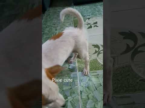 pixie. #hashtag #dog #hashtag #pets #doglover #puppy