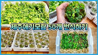 초미니 덩굴식물 제주애기모람 삭발해서 대량 번식하기!! 다이소 리빙박스 테라리움 만들기!! (짱 귀여움 주의…