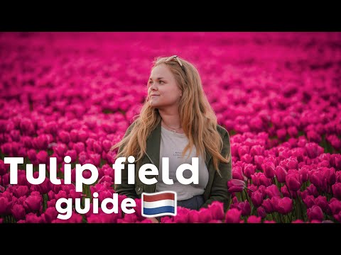 A guide for seeing the TULIP FIELDS in The Netherlands 🌷💐