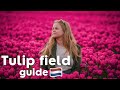 A Guide For Seeing The TULIP FIELDS In The Netherlands