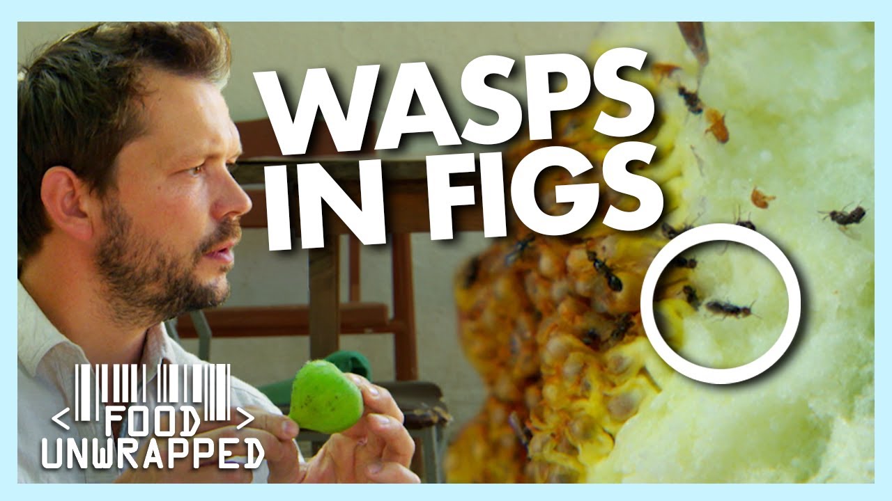 Are There Dead Wasps Inside our Figs? | Food Unwrapped