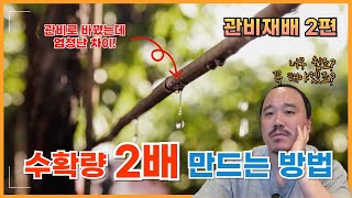 전 세계 농업 전문가들이 추천하는 수확량을 늘리는 가장 쉬운 방법 | 관비재배 2편 | 농사 100단