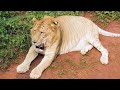 Amazing 12 Hybrid Animals That Are Actually Real