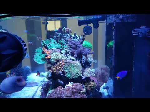 Red Sea Reefer 425XL Deluxe 18 Months Update