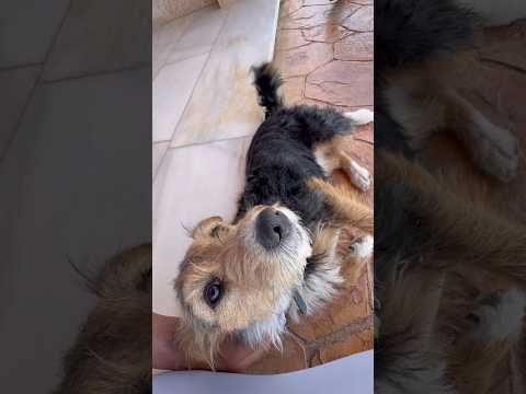 Rodando en bicicleta me he encontrado con esta perrita perdida… 🥹