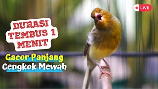 Download lagu Kenari Gacor Durasi Panjang Tembus 1 Menit! Masteran Ampuh Buat PAUD Biar Punya Nafas Panjang mp3
