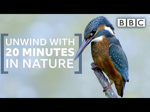 Unwind with 20 minutes in nature | Springwatch - BBC