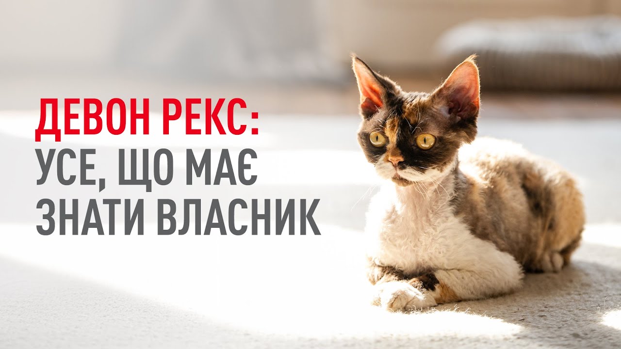 Що ми маємо знати про породу Девон Рекс?