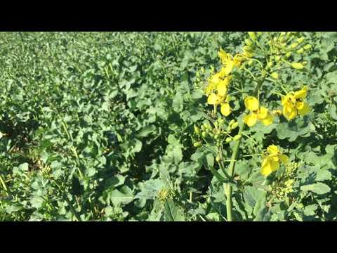 Frühlingsanfang Raps