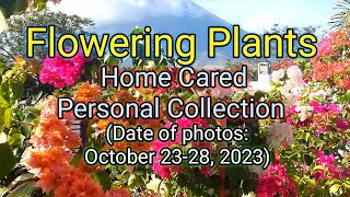 The Flowering Plants Home Cared Personal Collection. (Date of photos: October 23-28, 2023)