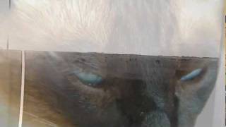 Peaking Lights - Synthy