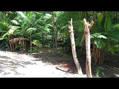 Sítio pingo doce bairro aldeia chapadinha Maranhão 