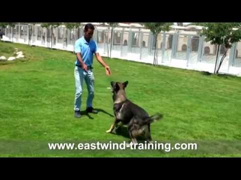 Eastwind's Obedience Training