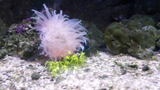 Black nemo (clown fish)