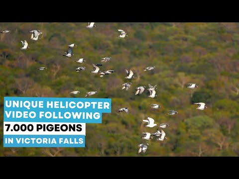 Unique helicopter video following 7.000 pigeons in Victoria Falls WCPR!