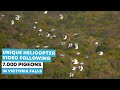 Unique helicopter video following 7.000 pigeons in Victoria Falls WCPR!