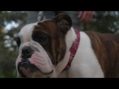 Ryan Thorne & The Ramblers - Nappy Haired Florida Boy