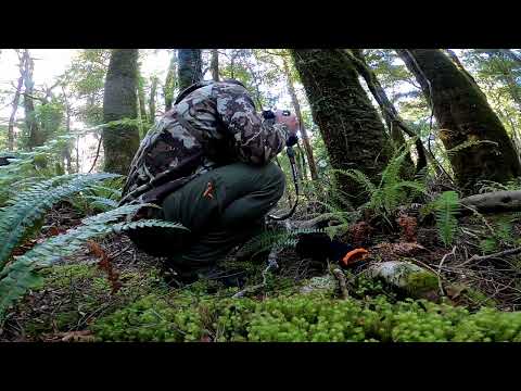 Roaring in Red Deer, Southisland Westcoast bush (2022)