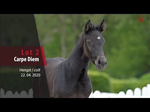 02 Carpe Diem Hengst v. Cornet Obolensky - Carell