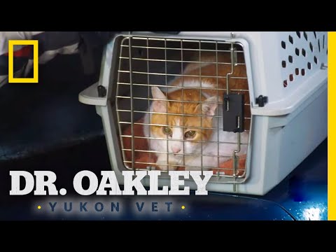 Treating a Coughing Cat | Dr. Oakley, Yukon Vet