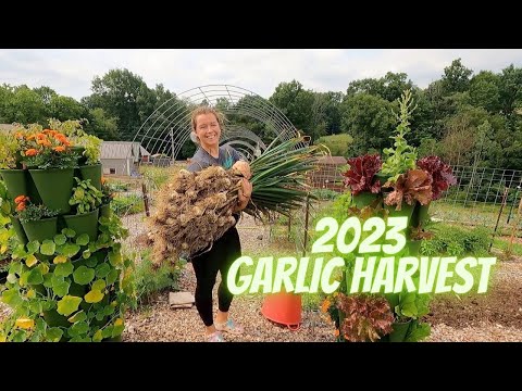 2023 Garlic Harvest // Homegrown // The Yoder Homestead