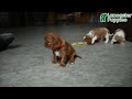 Cavalier King Charles Spaniel dogs for sale: Bonita - Video 1