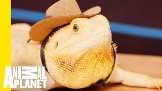 How To Take Care Of Your Reptile by Animal Planet