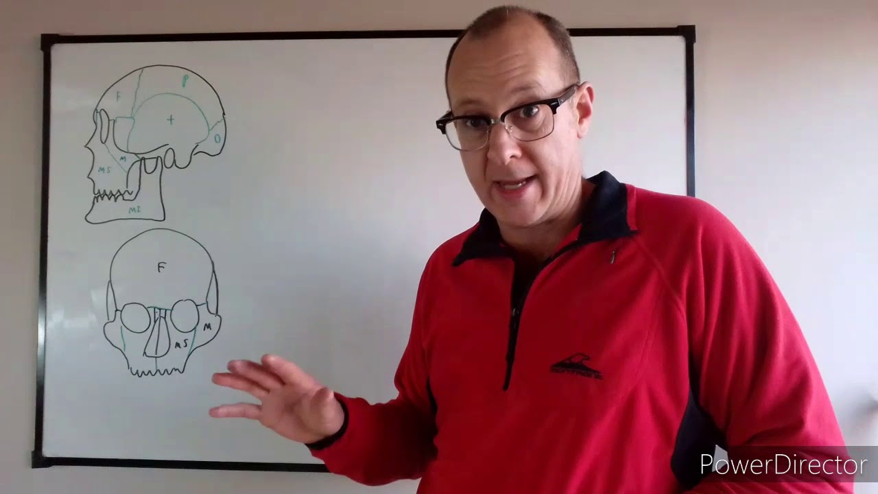 Teórico N° 19: Huesos de la cara. Dr. Luciano Esborrat.