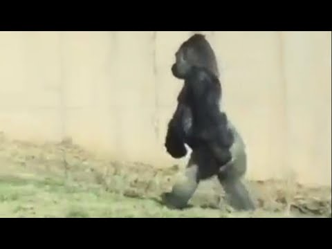, title : 'Hygiene-Conscious Gorilla Walks Around on 2 Legs to Keep His Hands Clean'