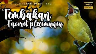 Download lagu π΄ LIVE Masteran Pleci Nembak Cirrrr Favorit Para Pemain Lomba mp3 Download lagu π΄ LIVE Masteran Pleci Nembak Cirrrr Favorit Para Pemain Lomba mp3