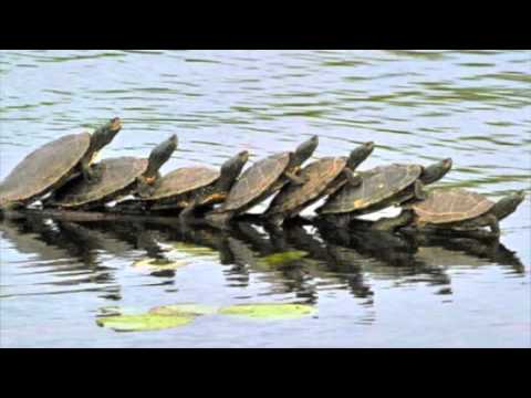 amayonaise - ziesjoem!