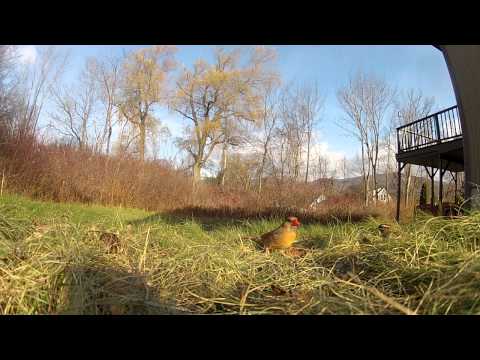Northern Cardinal vs. White-throated Sparrows at a backyard feeder