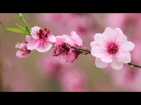 Kotodama Reiki EI EI KI 432 hz by Reiki Génération 3'