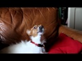 Bert Sings The Blues