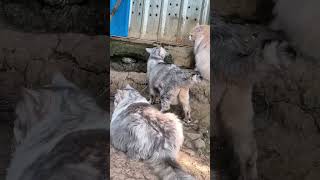 Download lagu antri bansos 😂😂😂😻😍#kucinggemoy #kucinglucu #shortsvideo mp3 Download lagu antri bansos 😂😂😂😻😍#kucinggemoy #kucinglucu #shortsvideo mp3