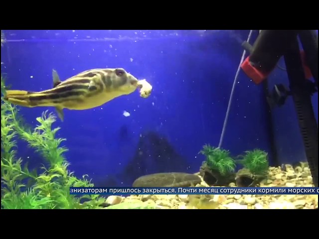 В Ангарске голодают рыбы