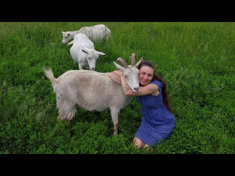 Судьба канала: козы, сыр, переезд//Первый стрим