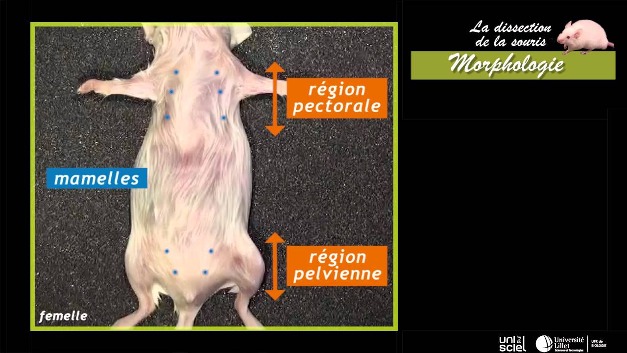 La dissection de la souris_morphologie (1 sur 7)