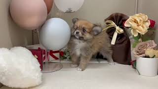 ハーフ犬の動画01