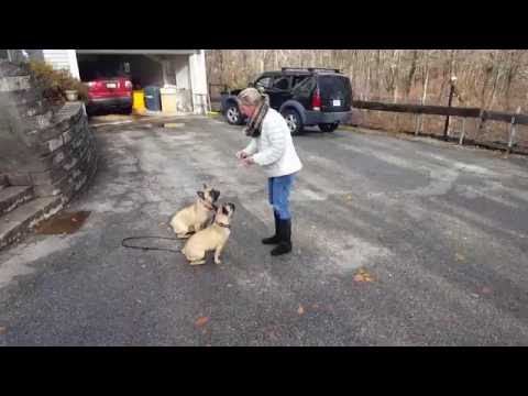 chrisparkk9 dog trainer,Andover MA