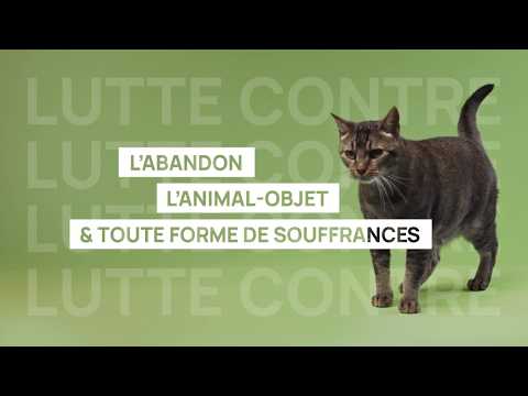 Présentation de Défense de l'Animal, porte-parole de 270 associations et refuges indépendants