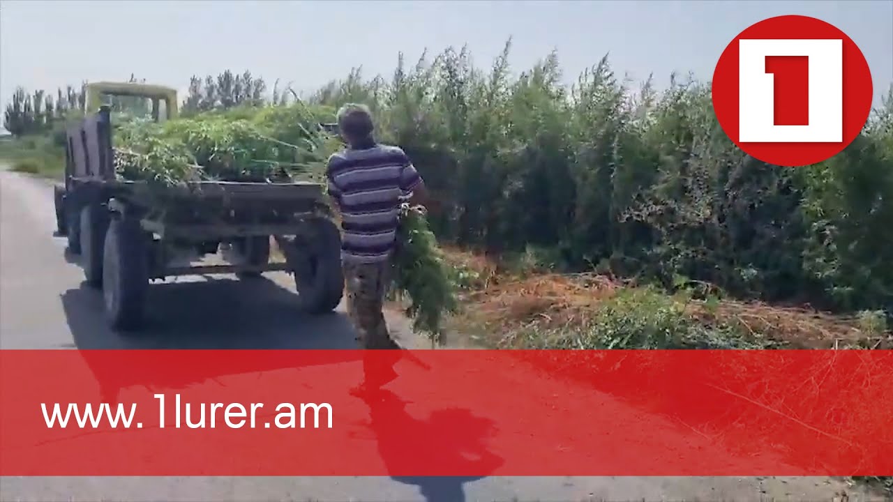 «Կանեփ-կակաչ-2021» միջոցառման արդյունքները