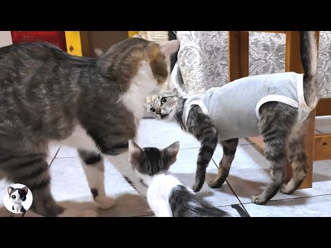 Friendly Big Cat Meets Skinny Mother Cat for First Time