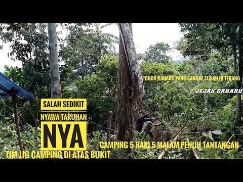 jejak gaharu episode 22 detik detik pohon gaharu susah di tebang isi nya luar biasa