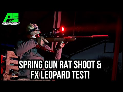 Spring gun rat shooting with Weihrauch HW95 | FX Leopard airgun review