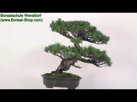 Japanische Mädchenkiefer, Bonsai, 45 Jahre, 79cm, OPINPAR451-02